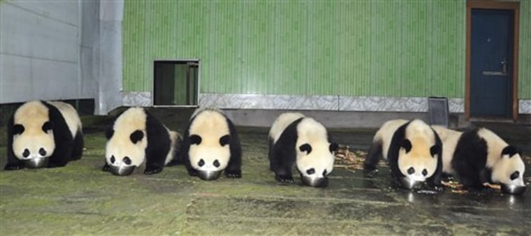 China's panda population is booming this year thanks to a record number of births in captivity, a rare accomplishment for the endangered species known for being poor breeders.